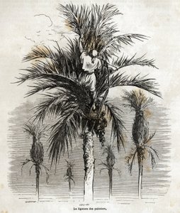 Podwiązanie palm w Elche w celu zachowania bieli w celu ich splatania, rysunek Gustave Dore (1832-1883), ilustrujący jego podróż do Hiszpanii w 1862 r. z Ch. Davilliera. Grawerowanie w „”Le tour du monde””, pod redakcją E autorstwa Gustave Dore