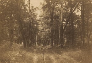 Bas-Bréau, Las Fontainebleau autorstwa Gustave Le Gray