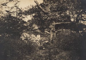 Dąb w skałach w Fontainebleau, 1849-52. autorstwa Gustave Le Gray