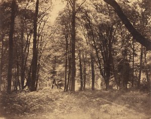 Scena leśna autorstwa Gustave Le Gray