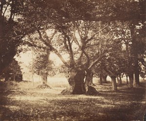 Pusty dąb, Fontainebleau, 1855-57. autorstwa Gustave Le Gray