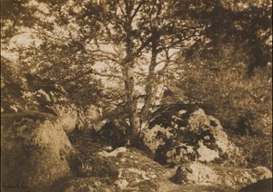 [Dąb i skały, Las Fontainebleau], 1849-52.