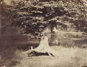 Drzewo bukowe, ok. 1855-7 (zdjęcie czarno-białe) autorstwa Gustave Le Gray
