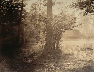 Studium drzew, Las Fontainebleau, ca. 1856. autorstwa Gustave Le Gray