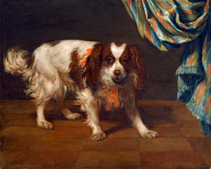 King Charles Spaniel (olej na desce) autorstwa Gysbert van de Kuyl