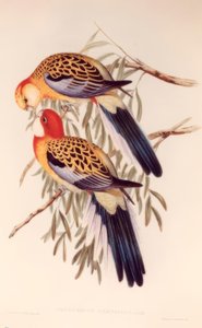 WSPANIAŁY TALERZ autorstwa H.C. Richter