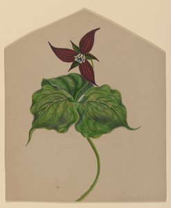 Burgundowy Czerwony Kwiat autorstwa H. Lynde