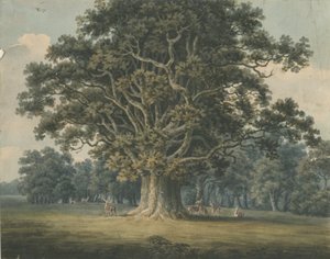 Needwood - Swipcar Oak: malarstwo akwarelowe i [?początek XIX wieku] autorstwa H Moore