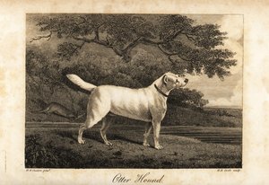 Portret ostatniego pozostałego Otter Hounda w Wielkiej Brytanii w 1812 roku, będącego własnością Hon autorstwa H. R. Cook