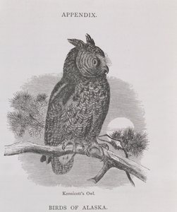 Sowa Kennicotts, z Alaski i jej zasobów, autorstwa Williama H. Dalla, grawerowana przez H. H. Nichollsa, wyd. 1870
