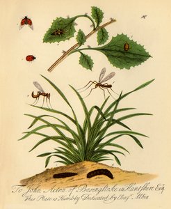 „Ladybird and Daddy-Long-Legs: Coccinella and Tipula oleracea”, 1720, 1945. autorstwa Halett