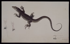 Monitor „Lacerta Gudua”, z kolekcji Francisa Buchanana, ok. 1804 (akwarela i długopis i tusz na papierze) autorstwa Haludar