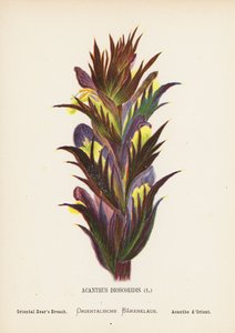 Dzikie kwiaty Ziemi Świętej: Acanthus Dioscoridis; Oriental Bear