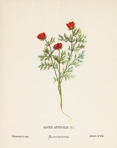 Dzikie kwiaty Ziemi Świętej: Adonis Aestivalis; Bażancie oko (kolorowa rycina)