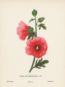 Dzikie kwiaty Ziemi Świętej: Alcea Lavateraeflora; Hollyhock (kolorowy grawerunek) autorstwa Hannah Zeller