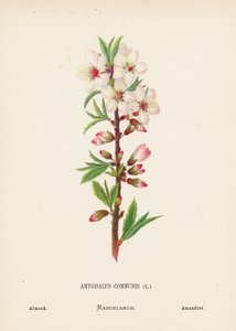 Dzikie kwiaty Ziemi Świętej: Amygdalus Communis; Migdałowiec (kolorowy grawerunek) autorstwa Hannah Zeller