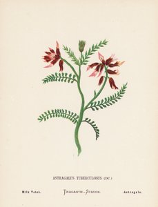 Dzikie kwiaty Ziemi Świętej: Astragalus Tuberculosus; Milk Vetch (kolorowa rycina)