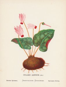 Dzikie kwiaty Ziemi Świętej: Cyclamen Aleppicum, Ait; Cyklamen perski (kolorowa rycina) autorstwa Hannah Zeller