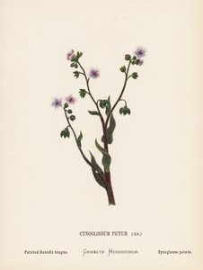Dzikie kwiaty Ziemi Świętej: Cynoglossum Pictum, Ait; Malowany język psa gończego (kolorowa rycina) autorstwa Hannah Zeller