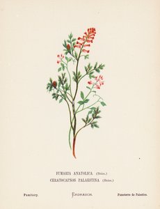 Dzikie kwiaty Ziemi Świętej: Fumaria Anatolica, Boiss, Ceratocapnos Palaestina, Boiss; Fumitory (rycina kolorowa) autorstwa Hannah Zeller