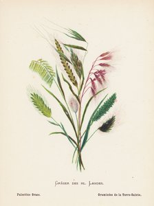 Dzikie kwiaty Ziemi Świętej: Graser des hl Landes; Palestine Grass (rycina kolorowana) autorstwa Hannah Zeller