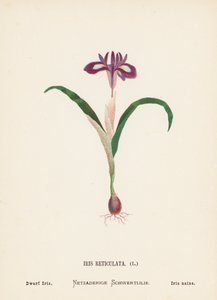 Dzikie kwiaty Ziemi Świętej: Iris Reticulata; Irys karłowaty (kolorowa rycina) autorstwa Hannah Zeller