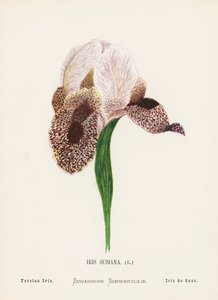 Dzikie kwiaty Ziemi Świętej: Iris Susiana; Irys perski (kolorowa rycina) autorstwa Hannah Zeller