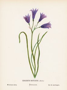 Dzikie kwiaty Ziemi Świętej: Ixiolirium Montanum, ziele; Lilia górska (kolorowa rycina)