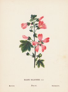 Dzikie kwiaty Ziemi Świętej: Malope Malacoides; Malwa (kolorowa rycina) autorstwa Hannah Zeller