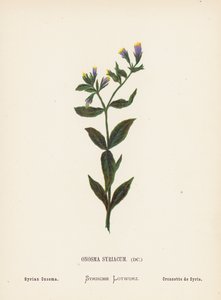 Dzikie kwiaty Ziemi Świętej: Onosma Syriacum; Syryjska Onosma (kolorowy grawerunek) autorstwa Hannah Zeller