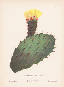 Dzikie kwiaty Ziemi Świętej: Opuntia Ficus Indica, Mill; Opuncja figowa (kolorowy grawerunek) autorstwa Hannah Zeller