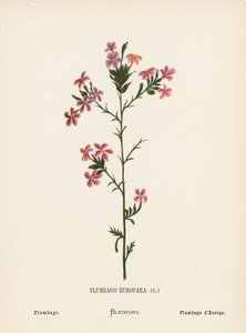 Dzikie kwiaty Ziemi Świętej: Plumbago Europaea; Plumbago (kolorowa rycina) autorstwa Hannah Zeller