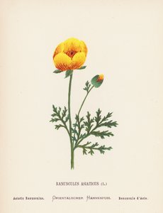 Dzikie kwiaty Ziemi Świętej: Ranunculus Asiaticus; Jaskier azjatycki (kolorowa rycina) autorstwa Hannah Zeller