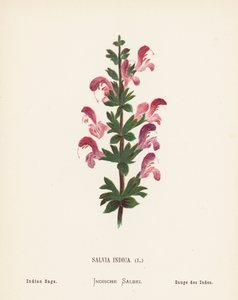 Dzikie kwiaty Ziemi Świętej: Salvia Indica; Szałwia indyjska (kolorowy grawerunek)