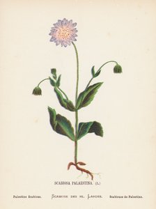 Dzikie kwiaty Ziemi Świętej: Scabiosa Palaestina; świerzbowiec palestyński (rycina kolorowa) autorstwa Hannah Zeller