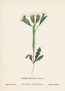 Dzikie kwiaty Ziemi Świętej: Statice Aegyptiaca, Thouin; Egyptian Thrift (kolorowa rycina) autorstwa Hannah Zeller