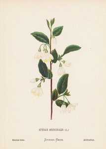 Dzikie kwiaty Ziemi Świętej: Styrax Officinalis; Storax-drzewo (kolorowa rycina)