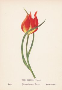Dzikie kwiaty Ziemi Świętej: Tulipa Praecox, Tenore; Tulipan (kolorowa rycina) autorstwa Hannah Zeller