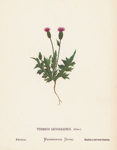 Dzikie kwiaty Ziemi Świętej: Tyrimnus Leucographus, Cass; Oset (kolorowa rycina)
