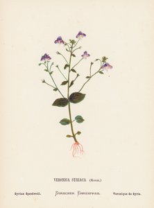 Dzikie kwiaty Ziemi Świętej: Veronica Syriaca, Roem; Przetacznik syryjski (kolorowa rycina) autorstwa Hannah Zeller