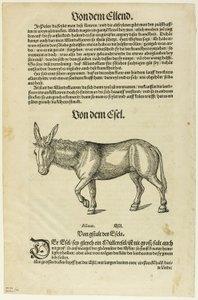 Ilustracja z "Thierbuch", płyta 42 z drzeworytów z książek z XVI wieku autorstwa Hans Asper