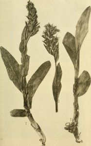 Annals of the K.K. Natural History Court Museum (1914) (18196503932) autorstwa Hans Fleischmann