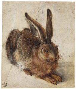 A Hare autorstwa Hans Hoffmann