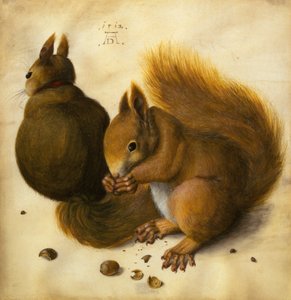 Dwie wiewiórki, jedna je orzech laskowy (czarna kreda, akwarela i farba do ciała na welinie)