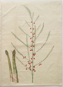 Asparagus officinalis z albumu Gottorfer Codex, ok.1650 (gwasz na pergaminie) autorstwa Hans Simon Holtzbecher