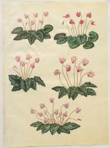 Cyclamen purprascens z albumu Gottorfer Codex, ok.1650 (gwasz na pergaminie)