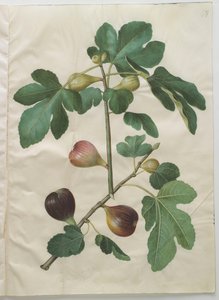 Ficus carica z albumu Gottorfer Codex, ok.1650 (gwasz na pergaminie)