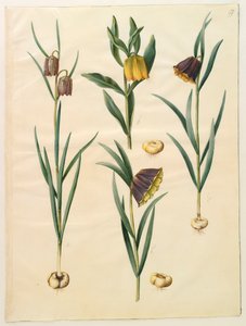 Fritillaria meleagris z albumu Gottorf Codex, ok.1650 (gwasz na pergaminie)