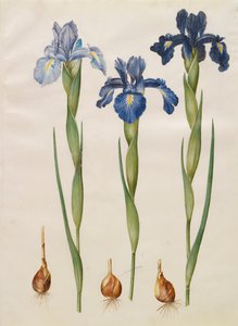 Iris xiphiodes z albumu Gottorfer Codex, ok.1650 (gwasz na pergaminie)
