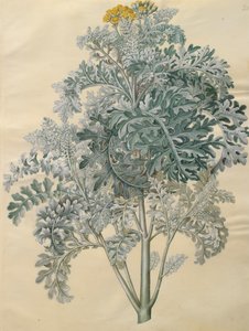 Jacobaea maritima z albumu Gottorfer Codex, ok. 1650 (gwasz na pergaminie)